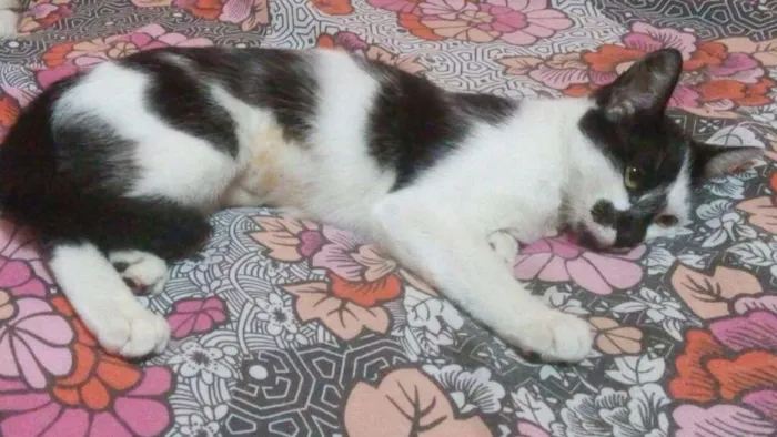 Gato ra a SRD idade 2 a 6 meses nome aria,felicia e meg