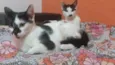 aria,felicia e meg