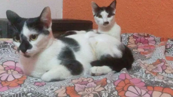 Gato ra a SRD idade 2 a 6 meses nome aria,felicia e meg