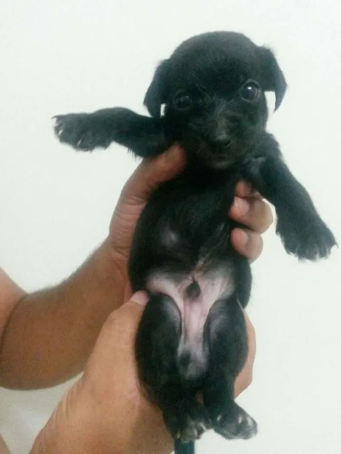 Cachorro ra a SRD idade Abaixo de 2 meses nome Rabanete