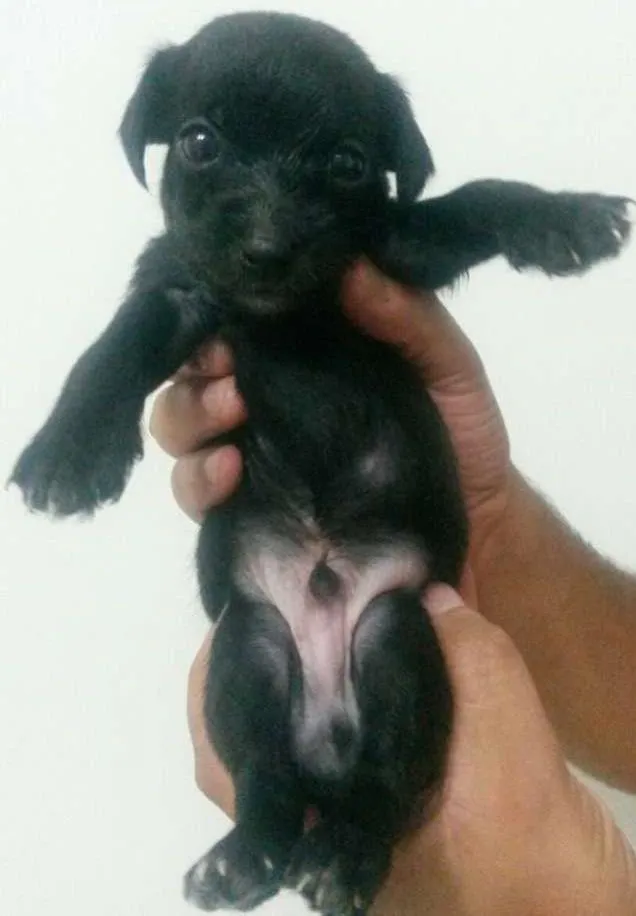 Cachorro ra a SRD idade Abaixo de 2 meses nome Rabanete