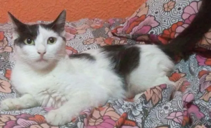 Gato ra a SRD idade 2 a 6 meses nome aria,felicia e meg