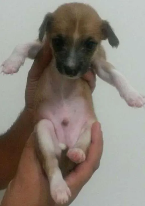 Cachorro ra a SRD idade Abaixo de 2 meses nome Cenoura