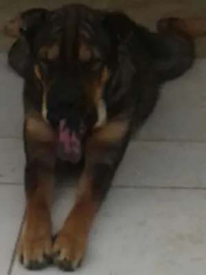 Cachorro raça Shar Pei com Rottweiler idade 2 anos nome Thor e Thora