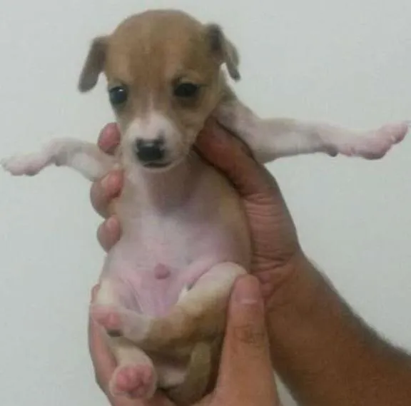 Cachorro ra a SRD idade Abaixo de 2 meses nome Cenoura