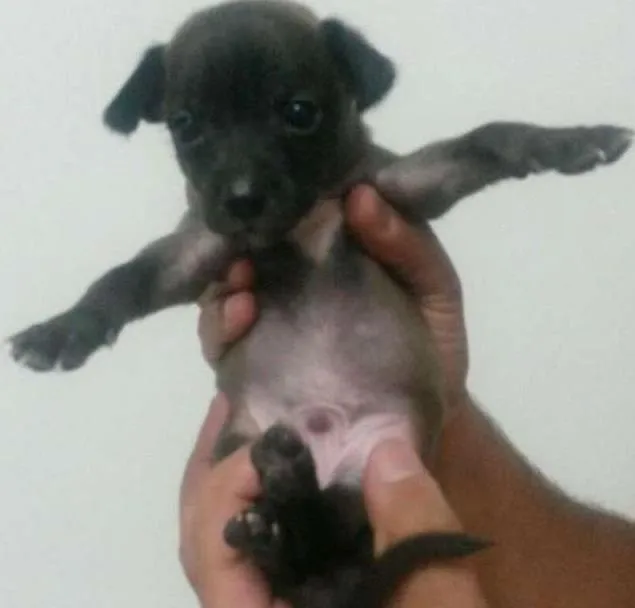 Cachorro ra a SRD idade Abaixo de 2 meses nome Beterraba 