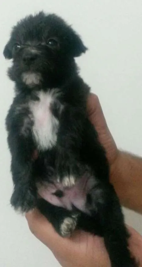 Cachorro ra a SRD idade Abaixo de 2 meses nome Agrião