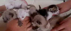 Gato raça SRD idade Abaixo de 2 meses nome 2 machos e 5 fêmeas