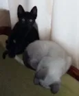 pretinha e branquinha