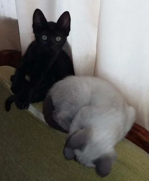 Gato ra a viralata idade 2 a 6 meses nome pretinha e branquinha