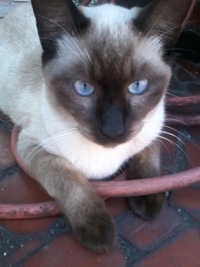 Gato ra a Siamês idade 7 a 11 meses nome Mi