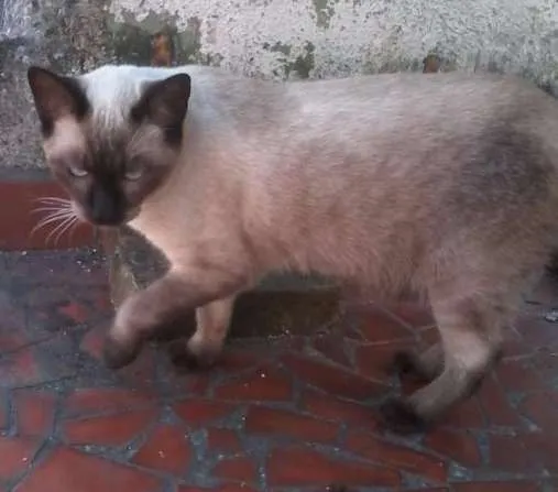 Gato ra a Siamês idade 7 a 11 meses nome Mi