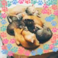 Gatinhos