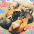 Gatinhos