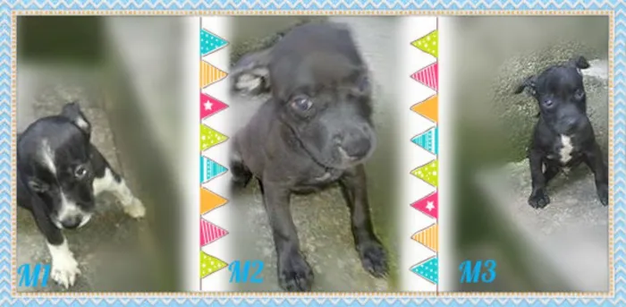 Cachorro ra a SRD idade Abaixo de 2 meses nome Filhotes