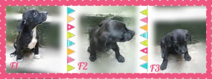 Cachorro ra a SRD idade Abaixo de 2 meses nome Filhotes