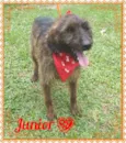 Junior