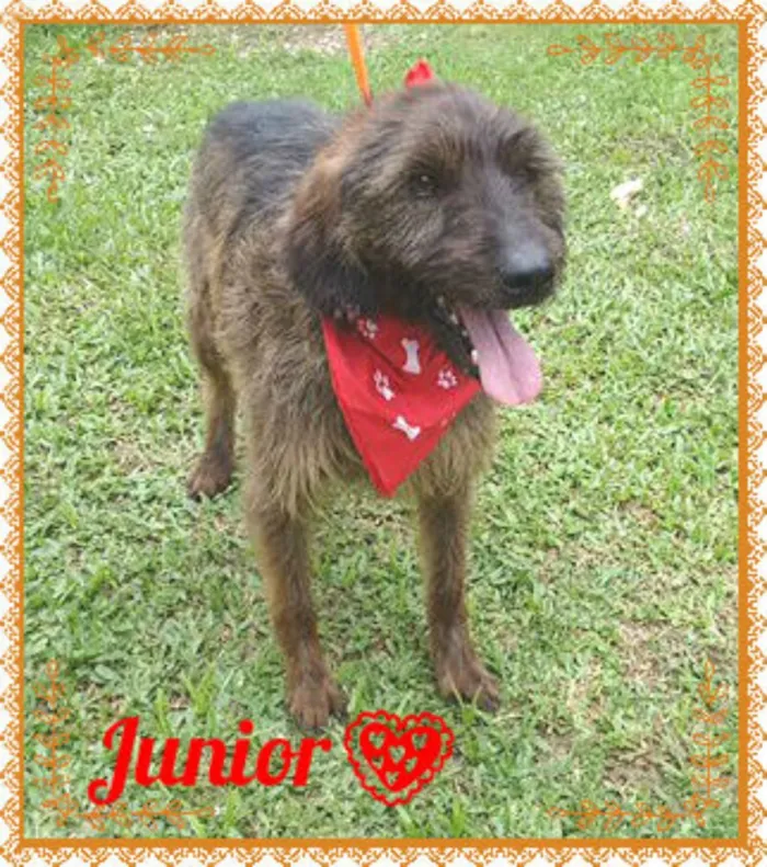 Cachorro ra a SRD idade 3 anos nome Junior