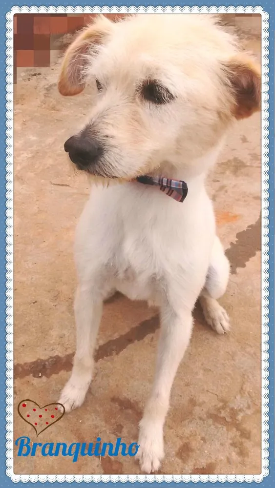 Cachorro ra a SRD idade 2 anos nome Branquinho