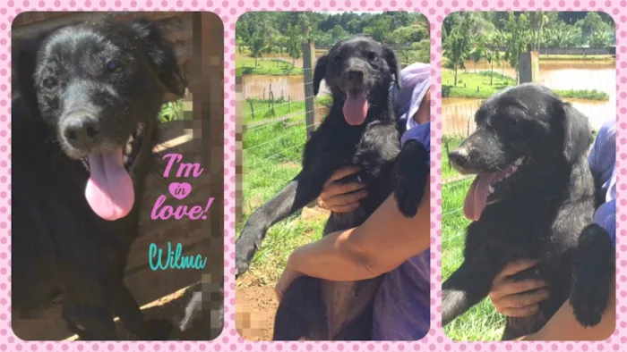 Cachorro ra a SRD idade 1 ano nome Wilma