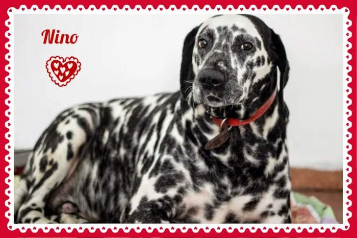 Cachorro ra a Dálmata idade 6 ou mais anos nome Nino