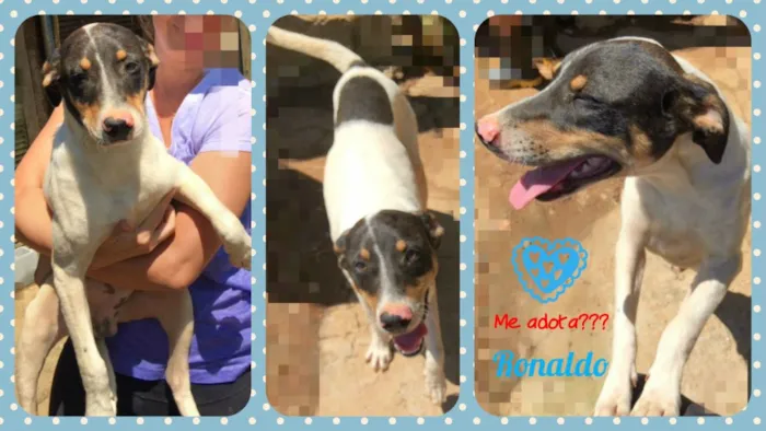 Cachorro ra a SRD idade 7 a 11 meses nome Ronaldo