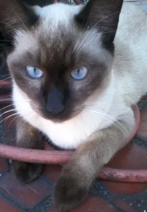 Gato raça Siamês idade 7 a 11 meses nome Mi