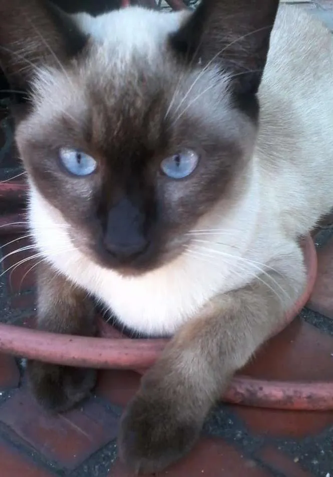 Gato ra a Siamês idade 7 a 11 meses nome Mi
