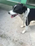 Vick