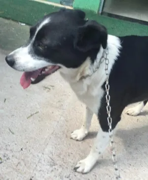 Cachorro raça Srd idade 2 anos nome Vick