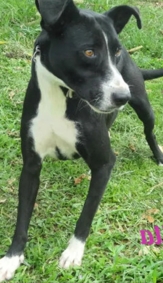 Cachorro ra a SRD idade 2 anos nome Lolita