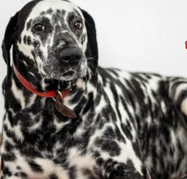 Cachorro ra a Dálmata idade 6 ou mais anos nome Nino