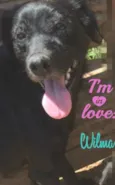 Wilma