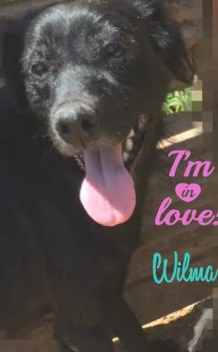 Cachorro ra a SRD idade 1 ano nome Wilma