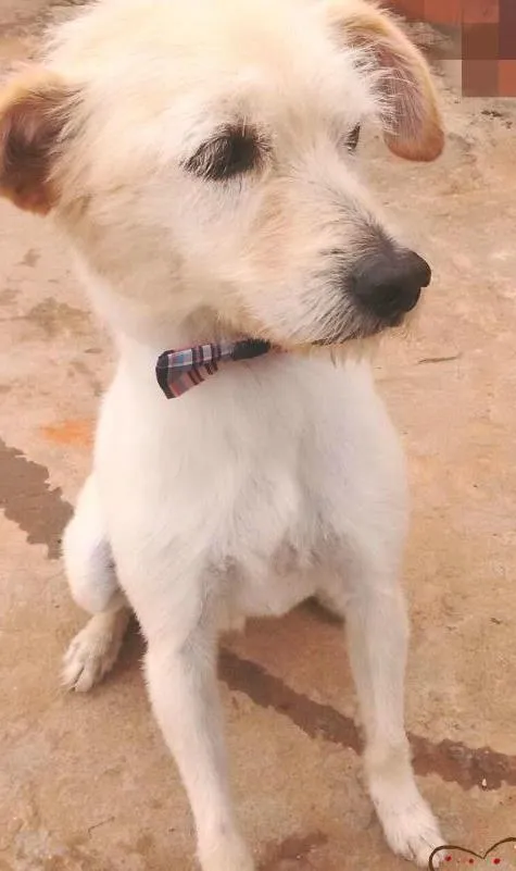 Cachorro ra a SRD idade 2 anos nome Branquinho