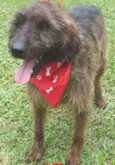 Junior