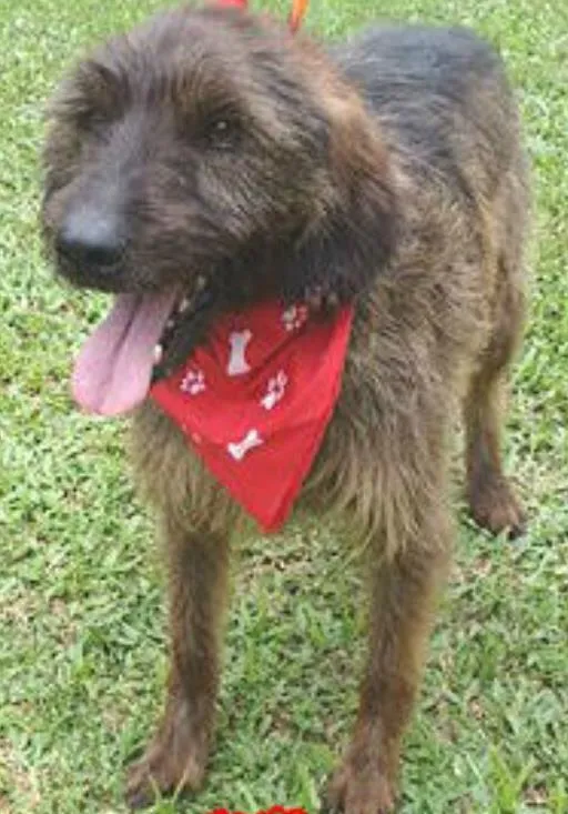 Cachorro ra a SRD idade 3 anos nome Junior