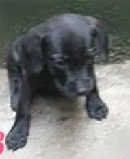 Cachorro ra a SRD idade Abaixo de 2 meses nome Filhotes