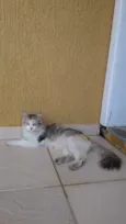 Não tem