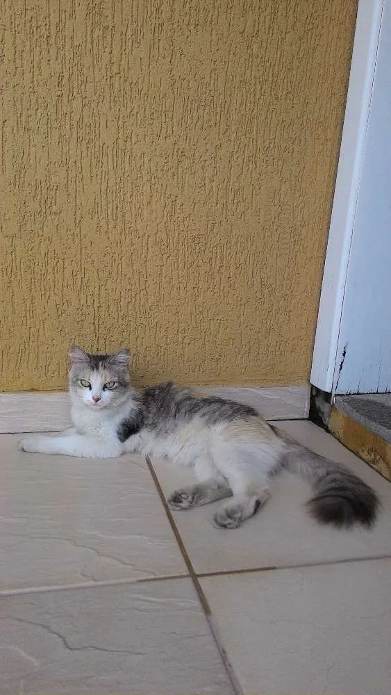 Gato raça Vira lata idade 2 a 6 meses nome Não tem
