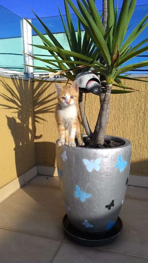Gato raça Vira lata idade 2 a 6 meses nome Não tem