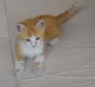 Gato raça Vira lata idade 2 a 6 meses nome Não tem