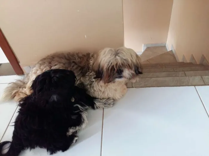 Cachorro ra a Lhiasa idade  nome Romeu e Julieta 