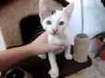 Bolinho