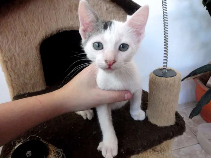 Gato ra a SRD idade 2 a 6 meses nome Bolinho