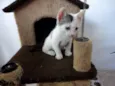 Bolinho