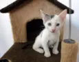 Bolinho
