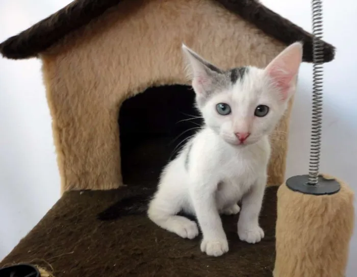 Gato ra a SRD idade 2 a 6 meses nome Bolinho