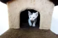 Bolinho