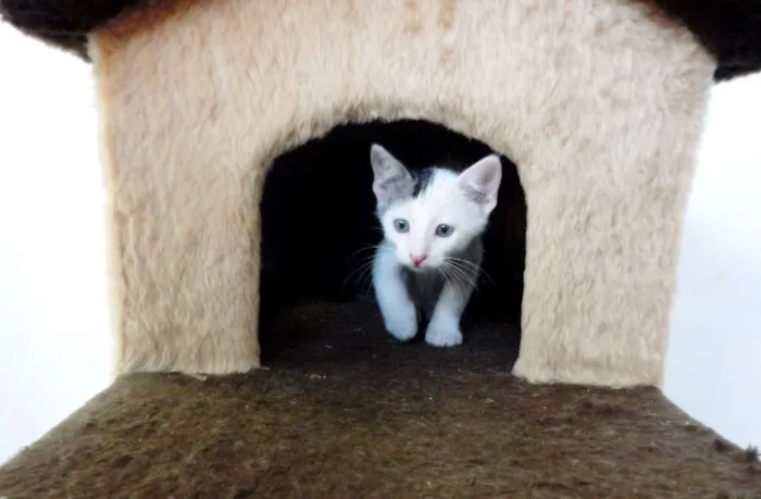 Gato ra a SRD idade 2 a 6 meses nome Bolinho